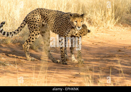 Afrika, Namibia. AfriCat Foundation. Junge Geparden mit Mutter Geparden zu spielen. Stockfoto