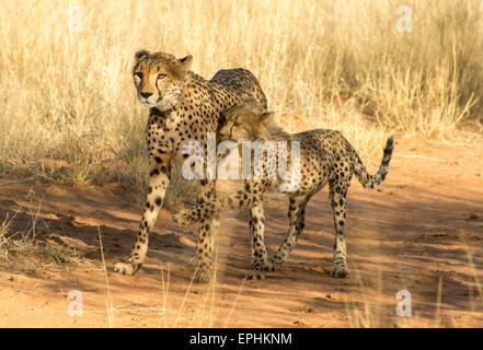 Afrika, Namibia. AfriCat Foundation. Junge Geparden mit Mutter Geparden zu spielen. Stockfoto