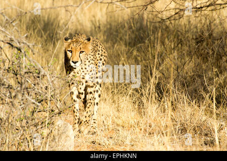 Afrika, Namibia. AfriCat Foundation. Einzelnen Geparden zu Fuß. Stockfoto