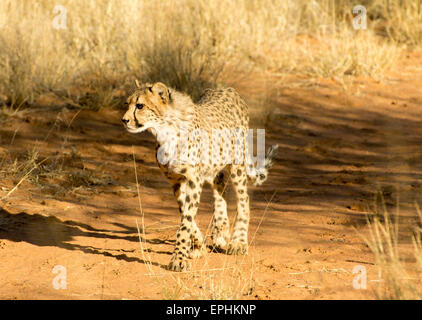 Afrika, Namibia. AfriCat Foundation. Einzelnen Geparden zu Fuß. Stockfoto