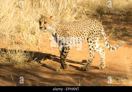 Afrika, Namibia. AfriCat Foundation. Einzelnen Geparden zu Fuß. Stockfoto