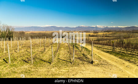Weinberge von Italien im zeitigen Frühjahr an einem sonnigen Nachmittag Stockfoto
