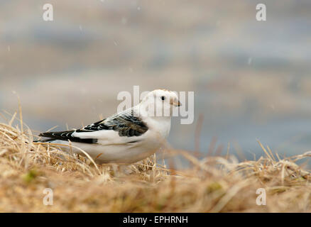 Snow Bunting (Plectrophenax Nivalis), Männlich, Kuusamo, Finnland Stockfoto