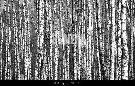 Frühling-Stämme Birken schwarz / weiß Stockfoto