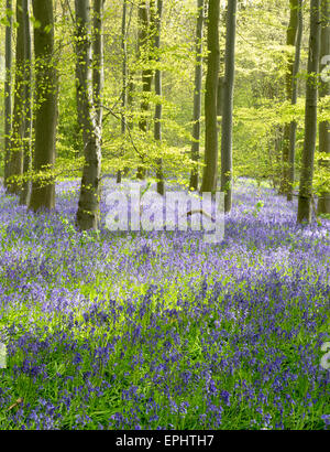 Bluebell Holz nahe Otley in North Yorkshire, Mai 2015 Stockfoto