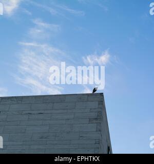 Heron über den Dächern von Berlin Stockfoto