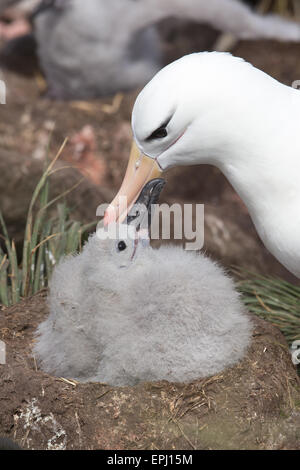 Black-browed Albatros mit Küken Stockfoto