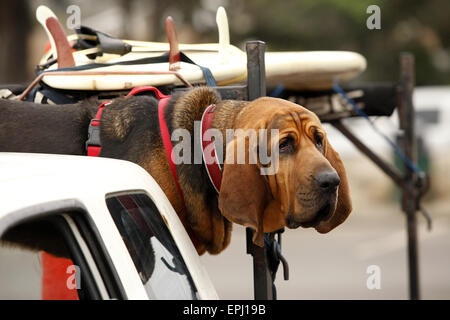 roter Hund im Auto Stockfoto