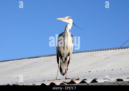 Graue Reiher Ardea Cinerea stehend auf einem Wellblechdach Aberdaron Gwynedd Wales Cymru Stockfoto