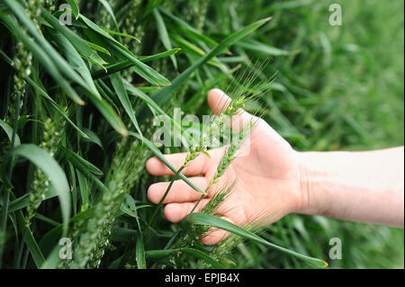 Detail mit einem Mann Hand eine Ähre in einem grünen Feld geschossen Stockfoto