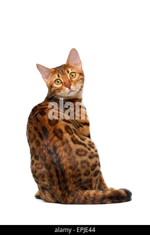 Bengal Katze zurückzulehnen und eingeschaltet weiß Stockfoto