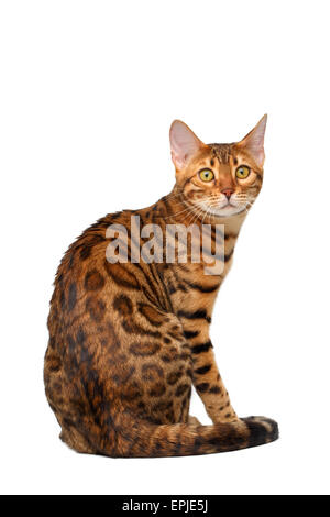 Bengal Katze zurückzulehnen und eingeschaltet weiß Stockfoto