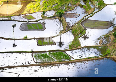 Erstaunliche abstrakte Textur des Terrassen-Reisfeldern mit Himmel bunte Spiegelung im Wasser. Ifugao Provinz. Banaue, Philippinen UNE Stockfoto