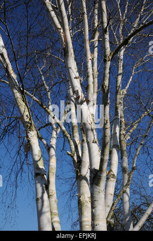 Ermans Birke Stockfoto