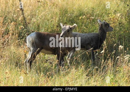 Bighorn Schafe Yellowstone NP USA Stockfoto