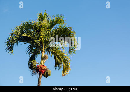 Betelnuss-Baum wächst in Kauai Stockfoto