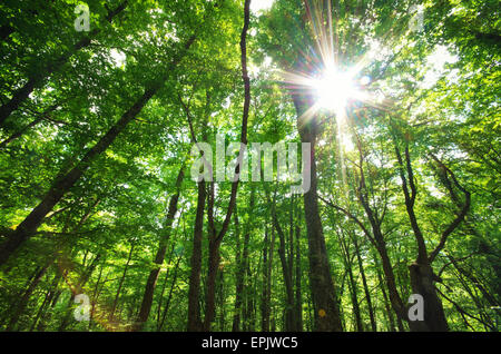 Green forest sunlight. Nature composition. Stockfoto