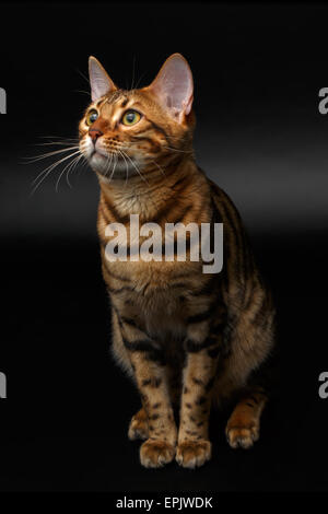 Bengal-Katze sitzt auf schwarz Stockfoto