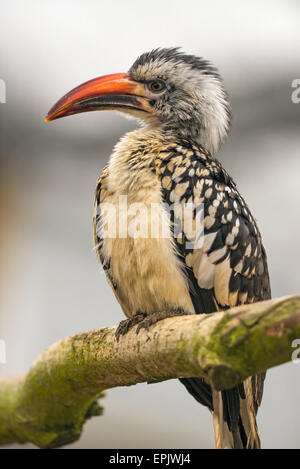 Porträt des westlichen rot-billed Hornbill (Tockus Kempi) Stockfoto