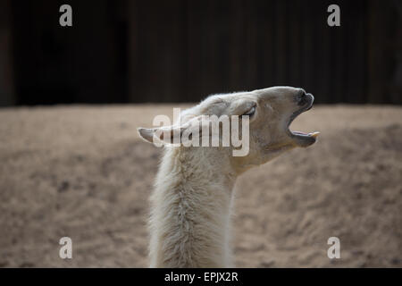 Chile, El Norte Grande Region de Arica y Parinacota, Nationalpark Lauca, Lama (Lama Glama) lustig Spaß Stockfoto