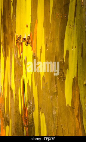 Detail der bunten Rinde der Regenbogen Eukalyptus-Baum Stockfoto