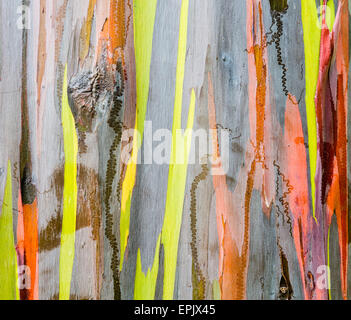 Detail der bunten Rinde der Regenbogen Eukalyptus-Baum Stockfoto