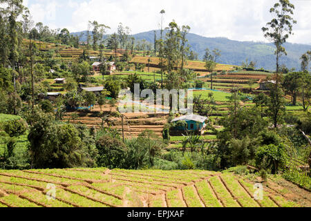 Intensive Subsistenz Gemüseanbau in der Nähe von Nuwara Eliya, Sri Lanka, Asien Stockfoto