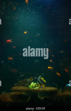 Aquarium mit tropischen Fischen Stockfoto