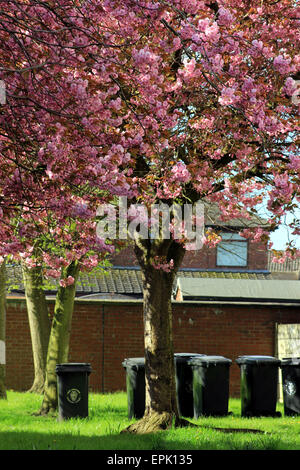 Die Kirsche ist in voller Frühjahrsblüte am Stanley Hof in Burscough, am Tag, die die Abfall-Behälter sind out. Stockfoto