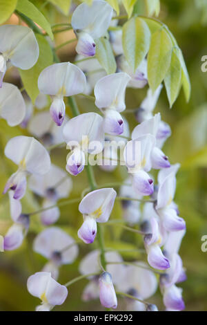 Blühende Wisteria Floribunda "Kuchi Beni" Stockfoto