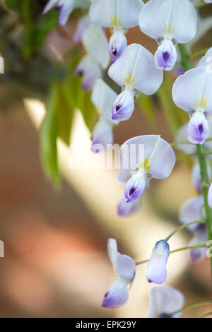 Blühende Wisteria Floribunda "Kuchi Beni" Stockfoto