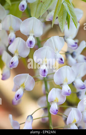 Blühende Wisteria Floribunda "Kuchi Beni" Stockfoto