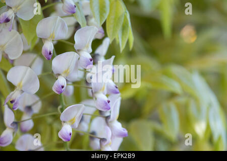 Blühende Wisteria Floribunda "Kuchi Beni" Stockfoto