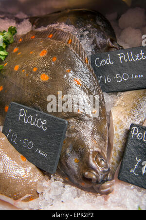 Eine Auswahl an frischem Fisch auch Scholle, Dorsch und Pollack in einem Fischhändler Zähler UK Stockfoto
