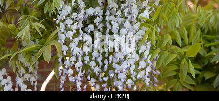 Blühende Wisteria Floribunda 'Kuchi Beni' Panorama Stockfoto