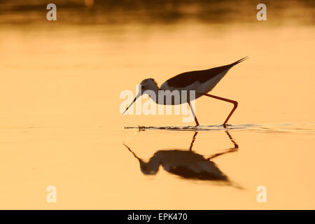 Reflektierte Stelzenläufer auf See Manytsch, Kalmückien, Russland Stockfoto