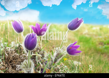 Blumen-Küchenschelle (Pulsatilla Patens) Stockfoto