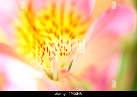 wunderbar zarte Bild des geliebten Alstroemeria Jane Ann Butler Fotografie JABP638 Stockfoto