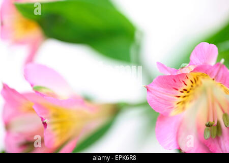 wunderbar zarte Bild des geliebten Alstroemeria Jane Ann Butler Fotografie JABP639 Stockfoto