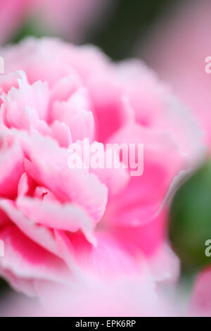 Stillleben mit parfümierten Dianthus pink Jane Ann Butler Fotografie JABP636 Stockfoto