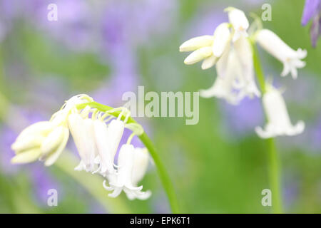 eine schöne Nahaufnahme von weißen Glöckchen in einem Feld von Glockenblumen Jane Ann Butler Fotografie JABP623 Stockfoto