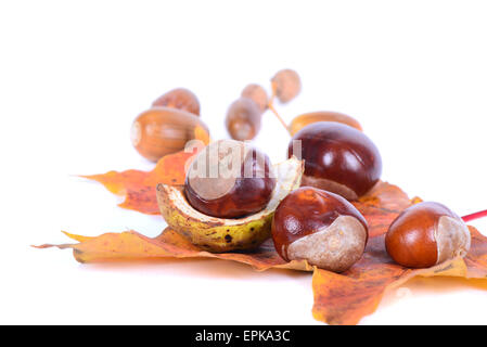 Kastanien mit Ahornblätter im Herbst Stockfoto