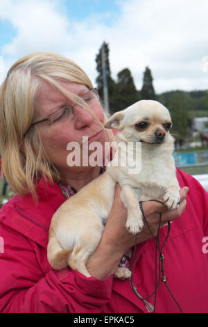 Glatte beschichtete Chihuahua Hund mit Besitzer zu bewundern Stockfoto