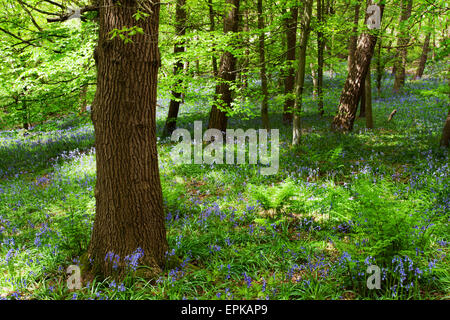 Glockenblumen und Frühling Laub in Middleton Woods Ilkley, West Yorkshire England Stockfoto