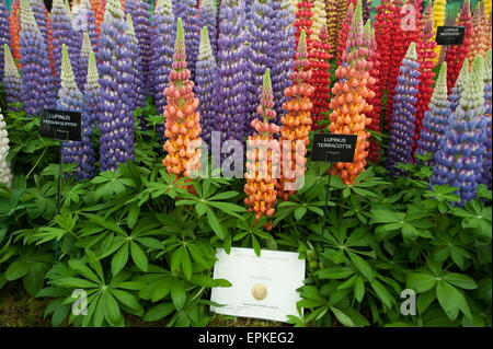 2015 RHS Chelsea Flower Show Eröffnungstag, Royal Hospital Chelsea, London, UK. 19. Mai 2015. Westcountry Baumschulen Goldmedaille stehen in der großen Pavillon mit Lupinen. Bildnachweis: Malcolm Park Leitartikel/Alamy Live-Nachrichten Stockfoto