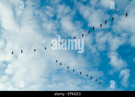 Graylag Gänse (Anser Anser) in Lose V-formation Stockfoto