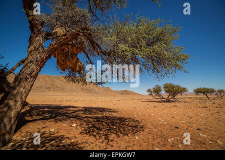 Gesellig Weaver Vögel Nester in Camel Thorn Bäumen, Namibia, Afrika. Stockfoto