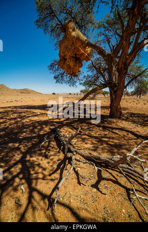 Gesellig Weaver Vögel Nester in Camel Thorn Bäumen, Namibia, Afrika. Stockfoto