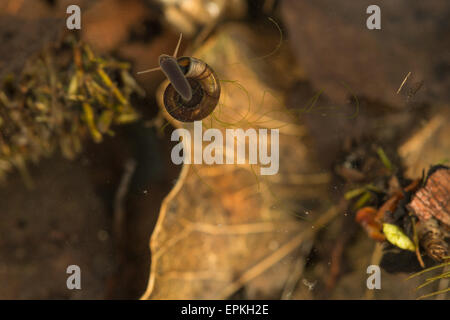 Gemeinsamen Ramshorn Schnecke bewegen unter der Oberfläche von einem Süßwasser Teich nutzt Oberflächenspannung in ruhigem Wasser Film navigieren Stockfoto