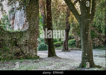 Der Garten von Ninfa, Italien. Die Samen der Pappeln (Populus) lassen sich durch die Luft treiben und bedecken den Boden im Frühsommer Stockfoto